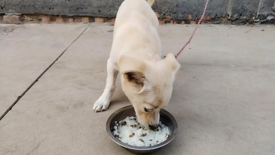 泰迪狗狗上火了吃什么降火