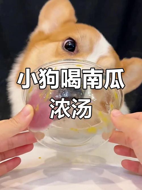 狗狗吃什么清火