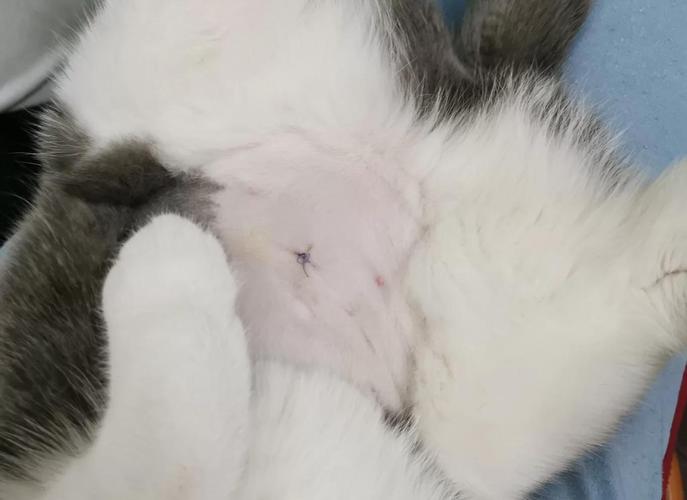 猫的乳腺肿瘤需要花多少钱?