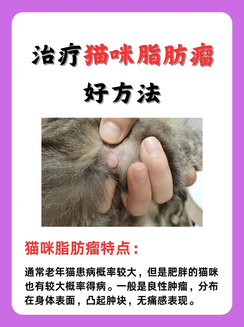 给猫咪切除脂肪瘤需要多少钱?