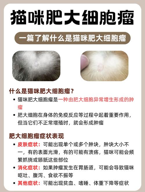 猫咪的皮下肿瘤要花多少钱才能治好啊?(刚毕业,没有多少钱)