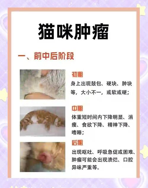 给猫看病要多少钱?