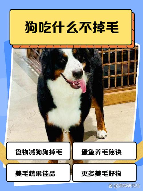 小狗吃什么不会掉毛