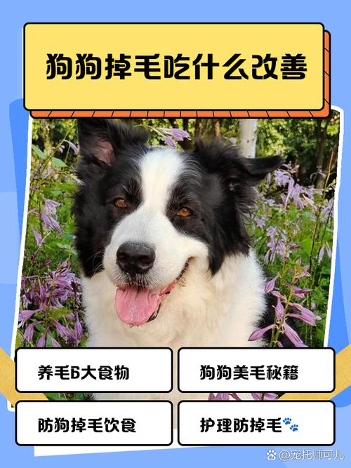 狗狗掉毛吃什么改善?