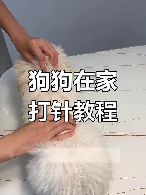 自己在家怎么给狗狗打针