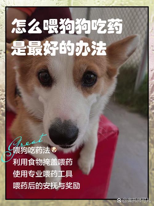 吡喹酮片狗狗怎么吃