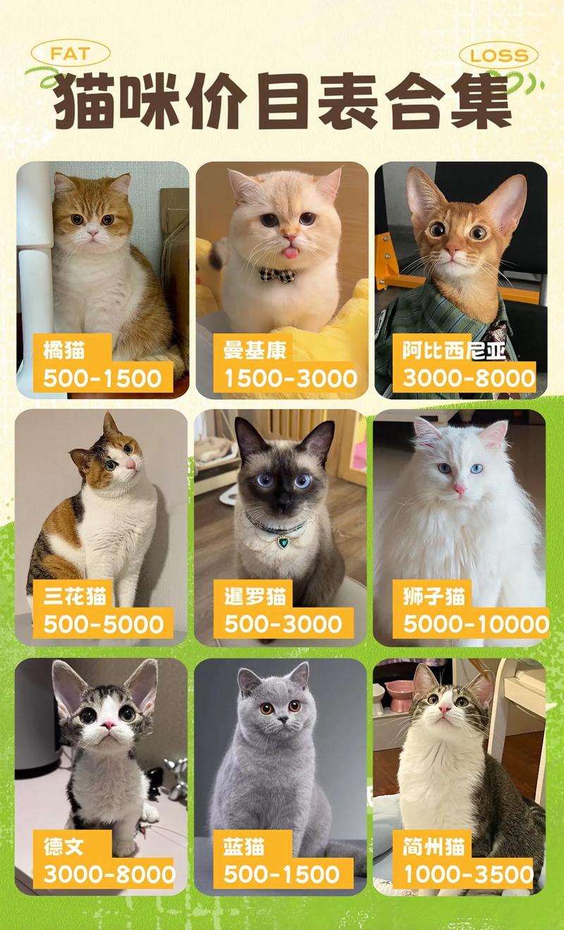 什么猫品种比较好,多少钱?