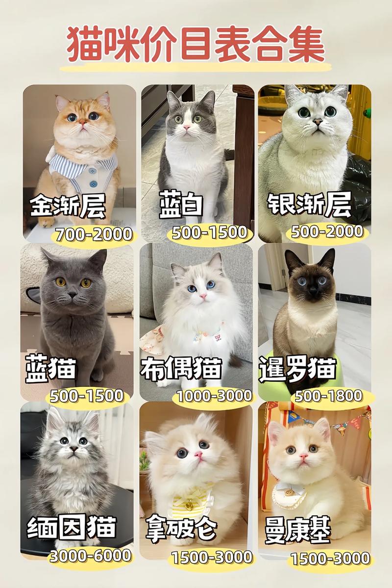 哪些品种的猫咪费用很贵?