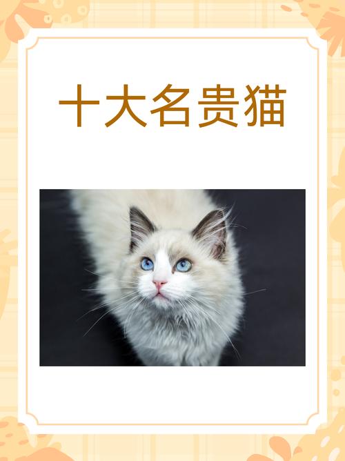 猫咪品种大全及图片和名字费用