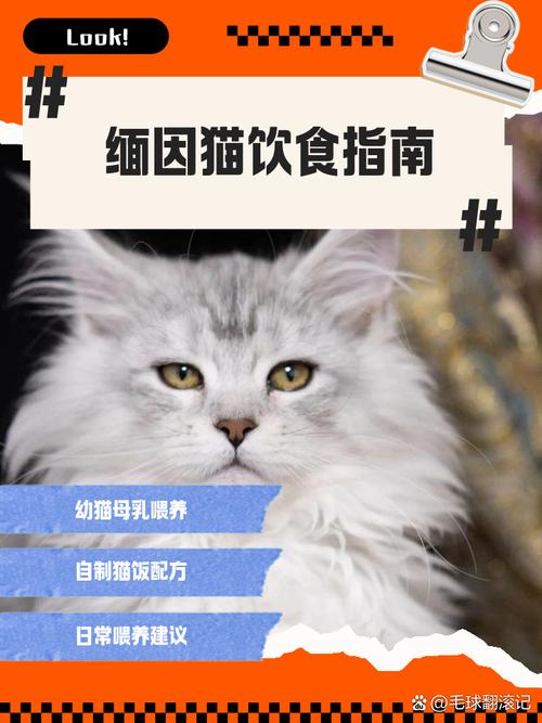 给猫吃虾用不用剥皮呢?