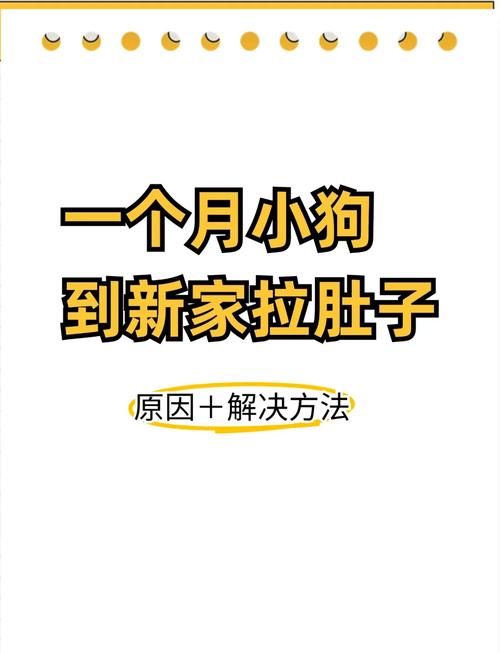 刚满月的狗狗拉稀了怎么办?