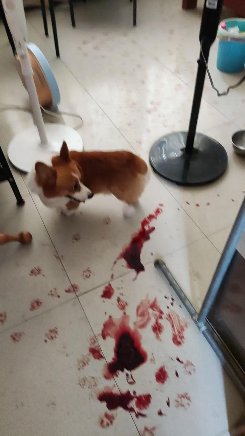 狗狗内出血的判断方法