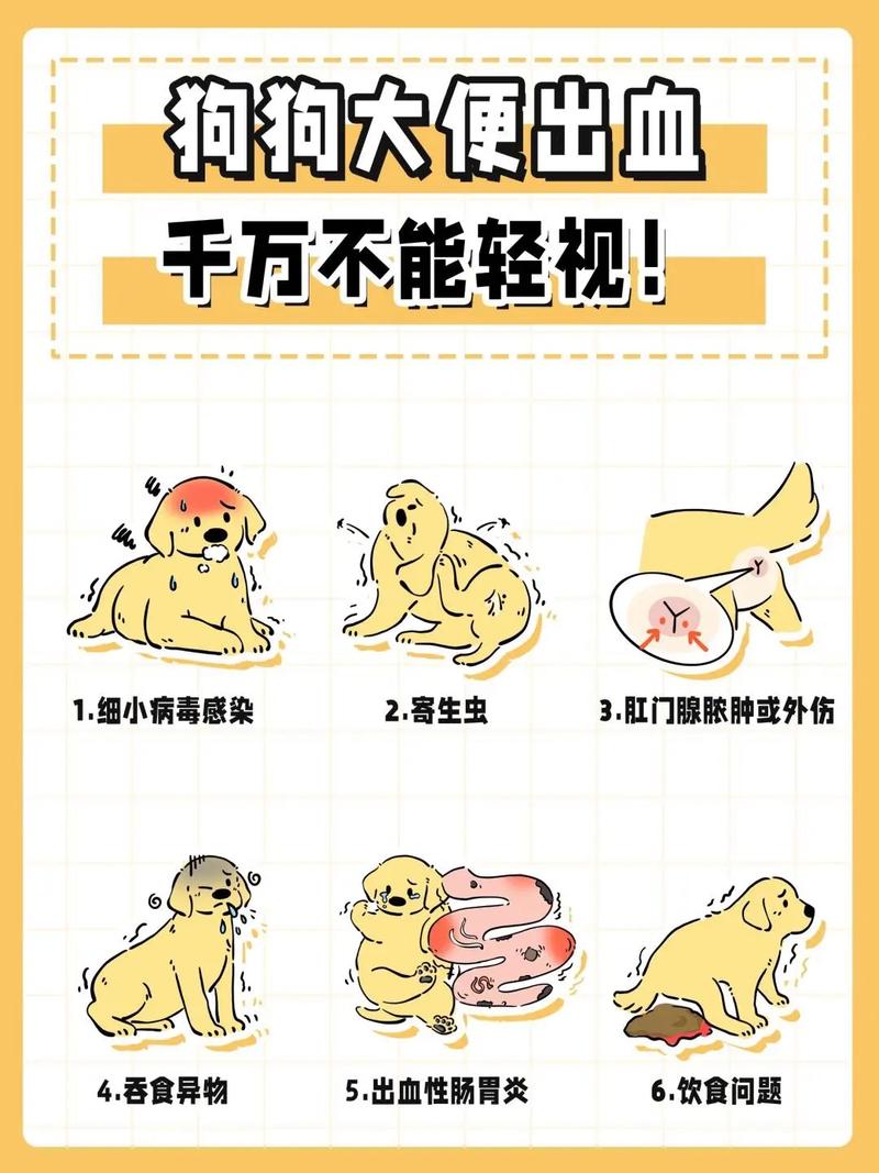 狗狗出车祸内出血症状
