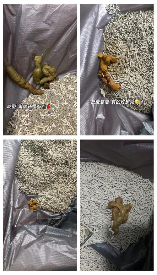 猫咪得了滴虫是否不能抱了呢