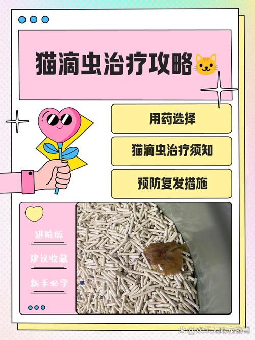 猫滴虫怎么治疗