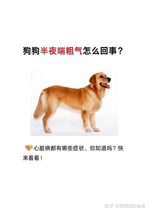 狗狗半夜反常不睡觉喘粗气