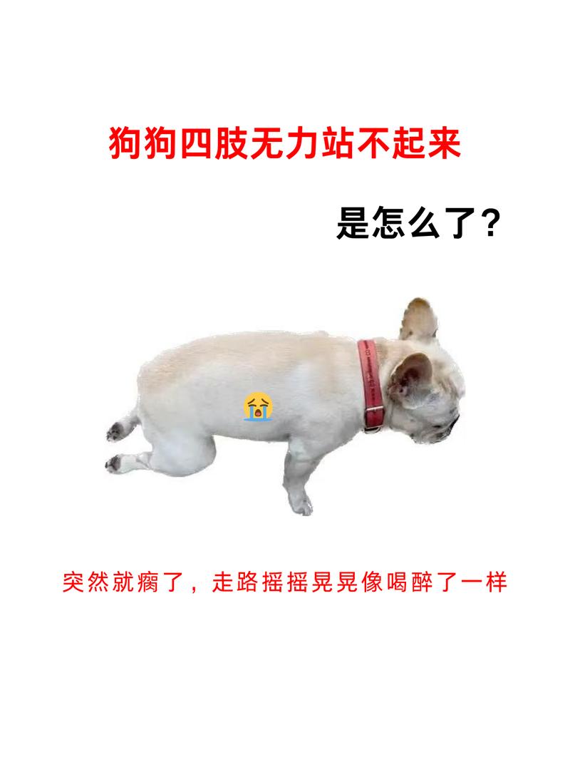 狗狗最近总是喘粗气,还会无缘无故发出惨叫,去医院也没查出来是啥毛病...