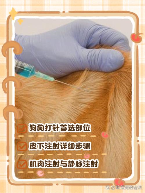 狗狗细小打针打哪里