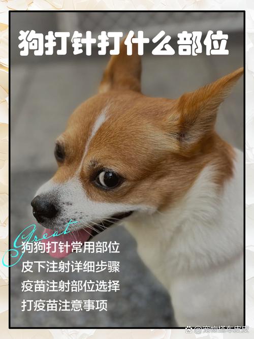 狗狗打针一般都打在哪儿呀?