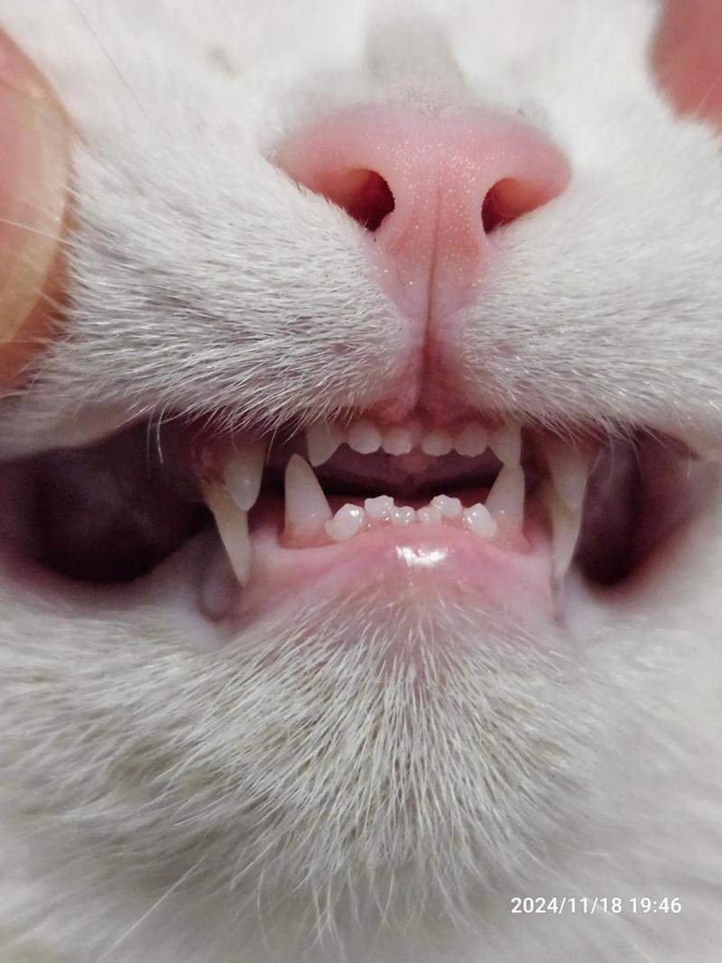 猫咪换牙有什么症状