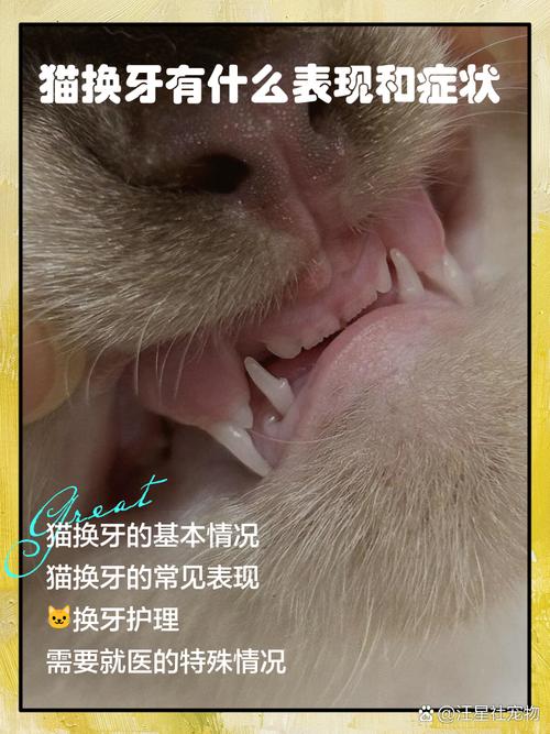 猫咪换牙期会有哪些表现?