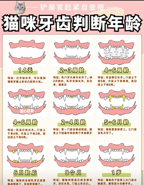猫咪换牙有什么表现