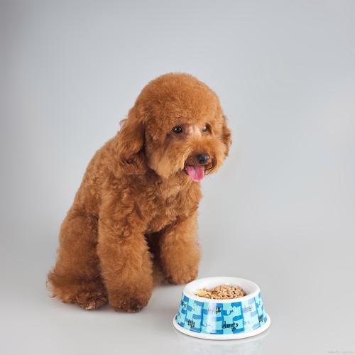 泰迪狗狗可以吃梨吗?