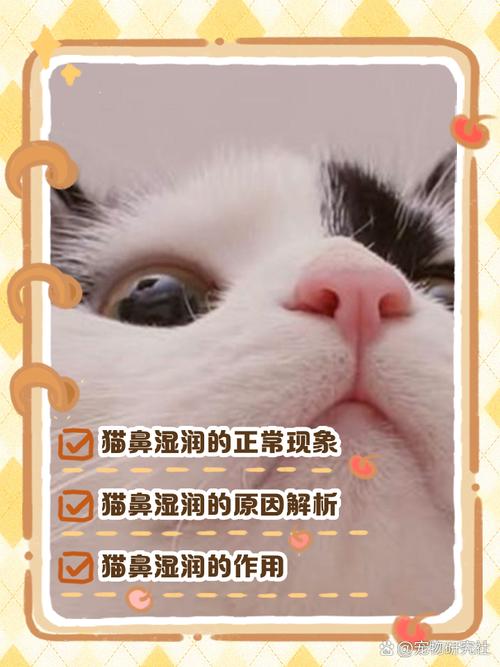为什么猫咪鼻子有时候不湿?