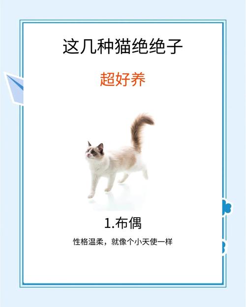 为什么猫的鼻子是干的?