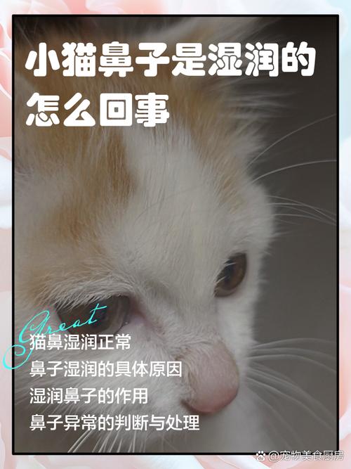 猫咪鼻子不湿润怎么办