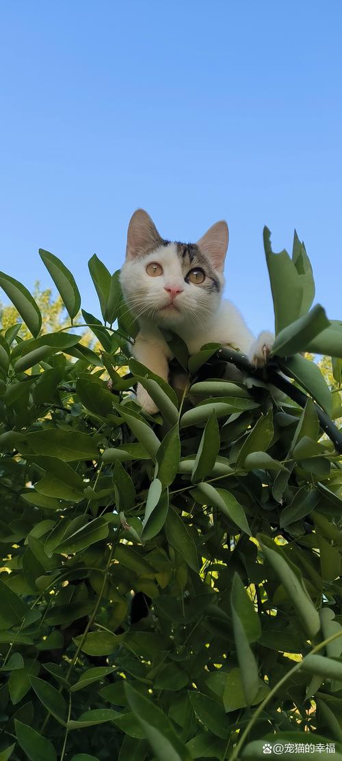 小猫的鼻子不湿润是怎么回事儿?