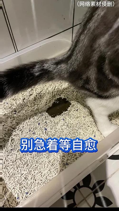 猫经常拉肚子的原因及处理方法