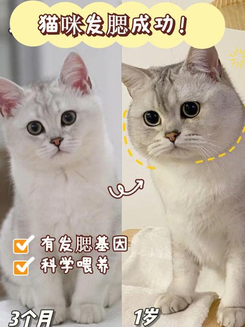 如何让猫咪发腮