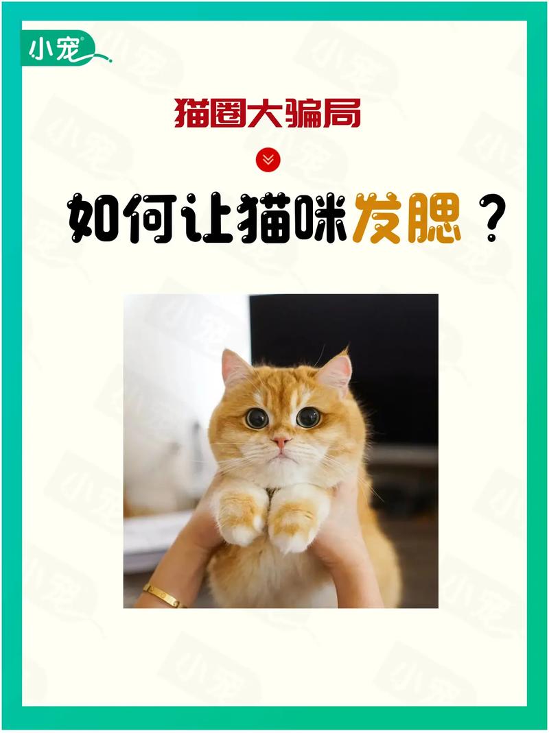如何把蓝猫养的发腮?