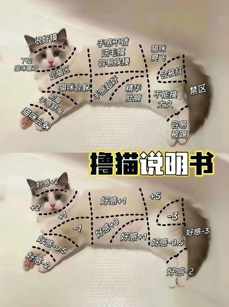 猫咪多少度会觉得冷