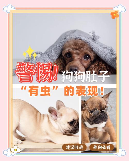 狗狗肚子里有虫怎么办