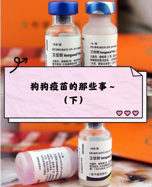 宠物怎么驱虫预防弓形虫