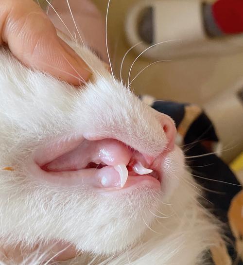 我家猫咪17个月了没换牙正常吗