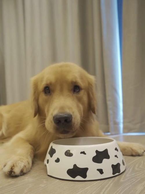 狗狗独自在家能呆几天