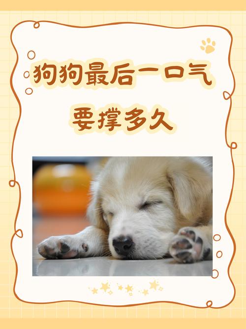 狗一个人在家能撑几天