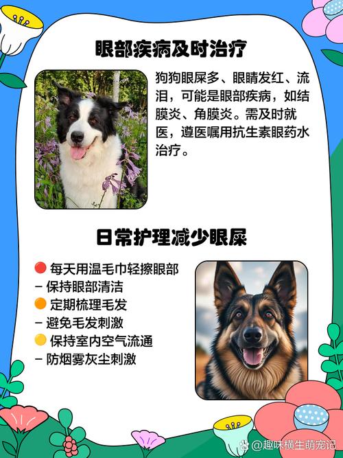 小狗眼屎多怎么处理