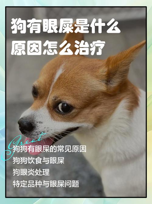 狗狗有眼屎是什么原因