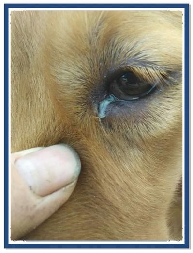 狗狗为什么突然眼屎变多了