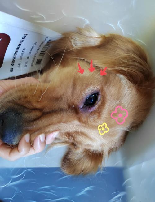 狗狗为什么起眼屎