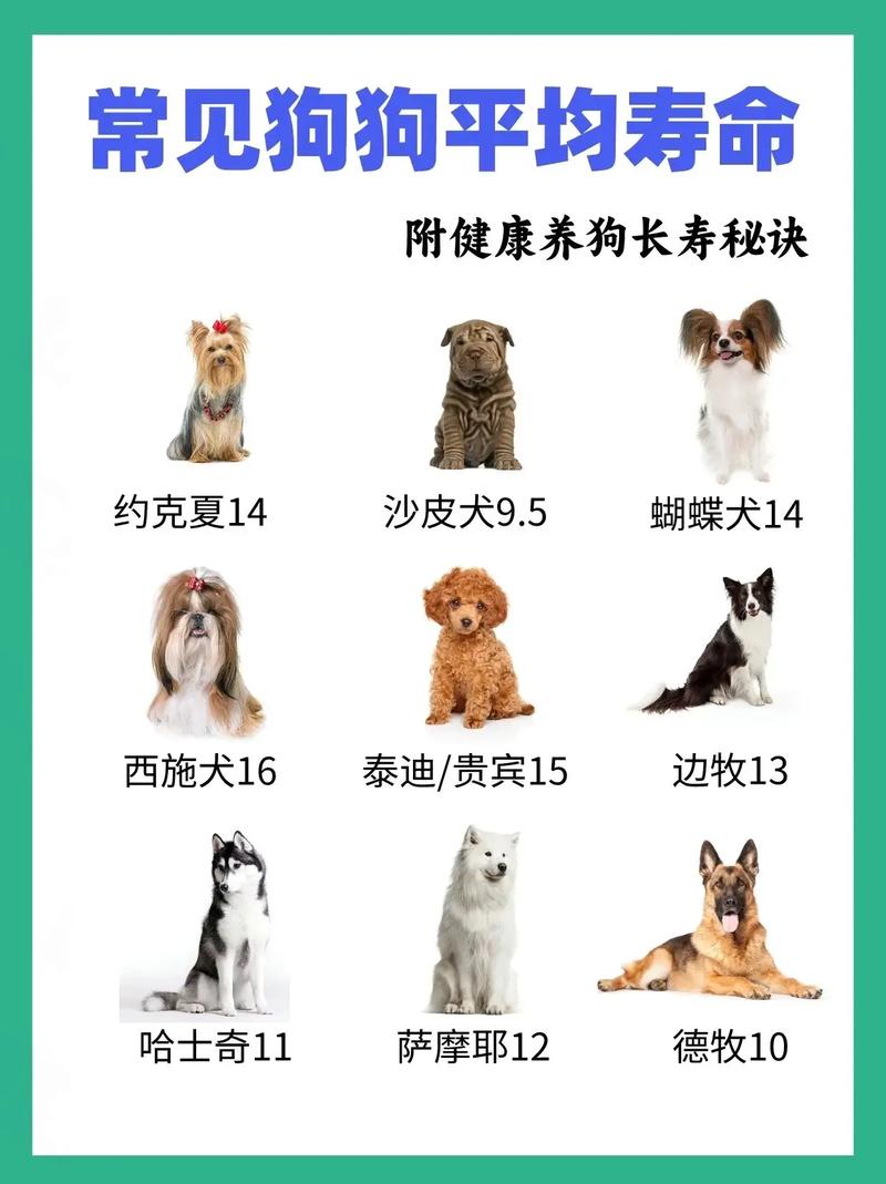 狗狗的寿命一般是多久?