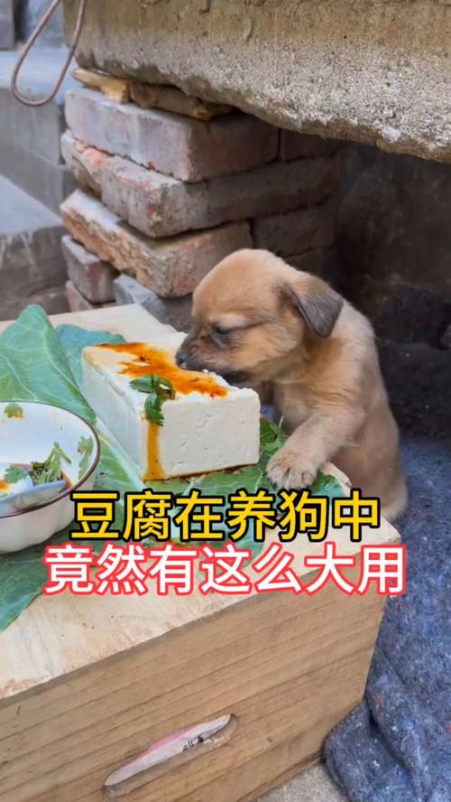 狗狗能吃豆制品吗