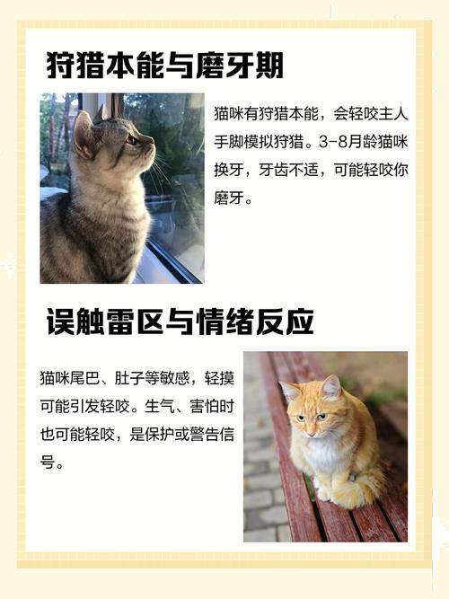猫咪突然之间轻轻咬主人