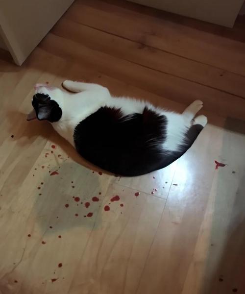 猫咪撞击后出现神经炎