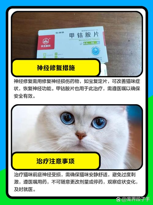 猫腰椎神经受损吃什么药