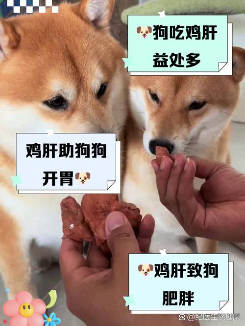 狗狗吃鸭肝的正确方法